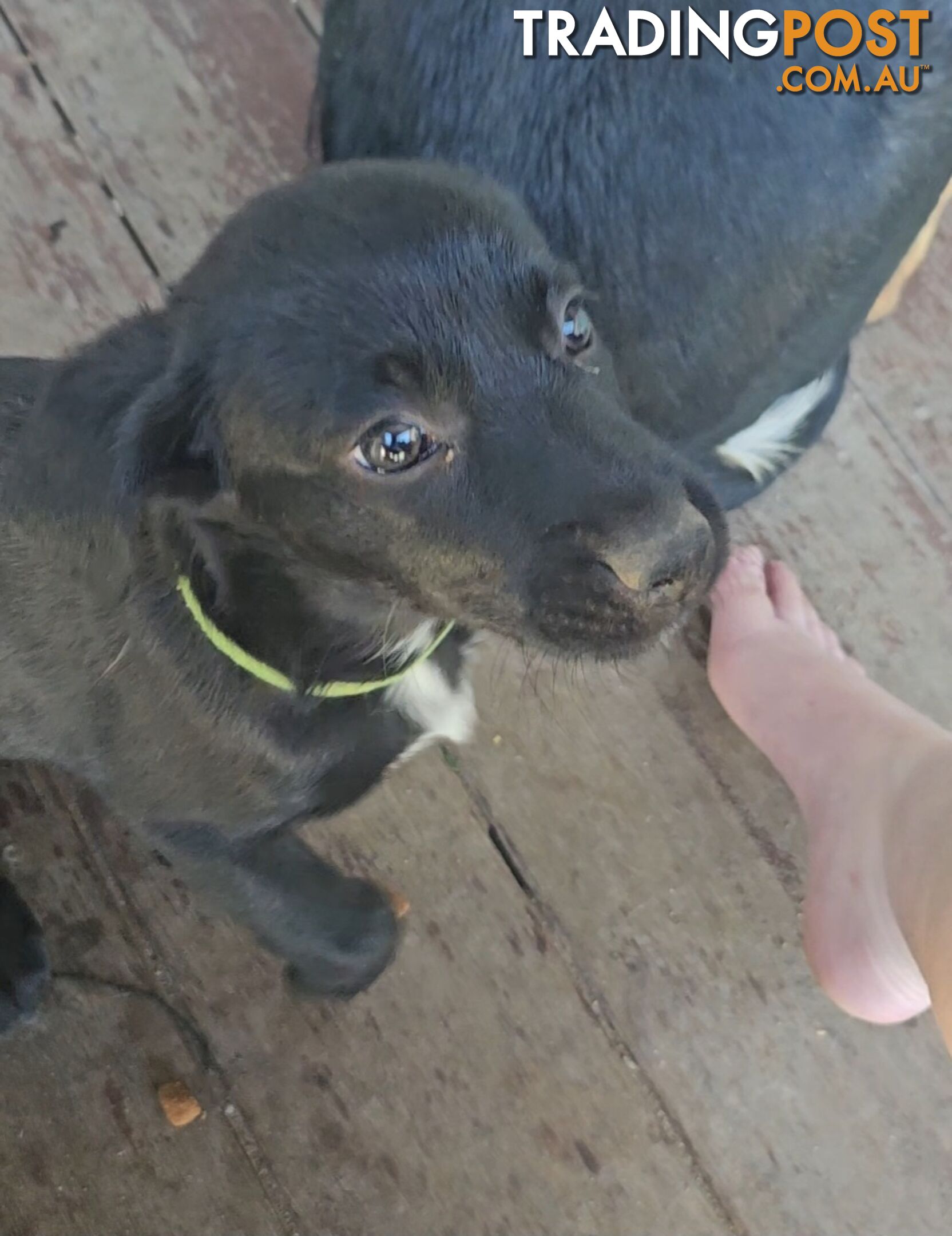 Kelpie x Border Collie Puppies