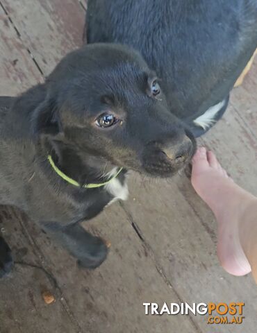 Kelpie x Border Collie Puppies