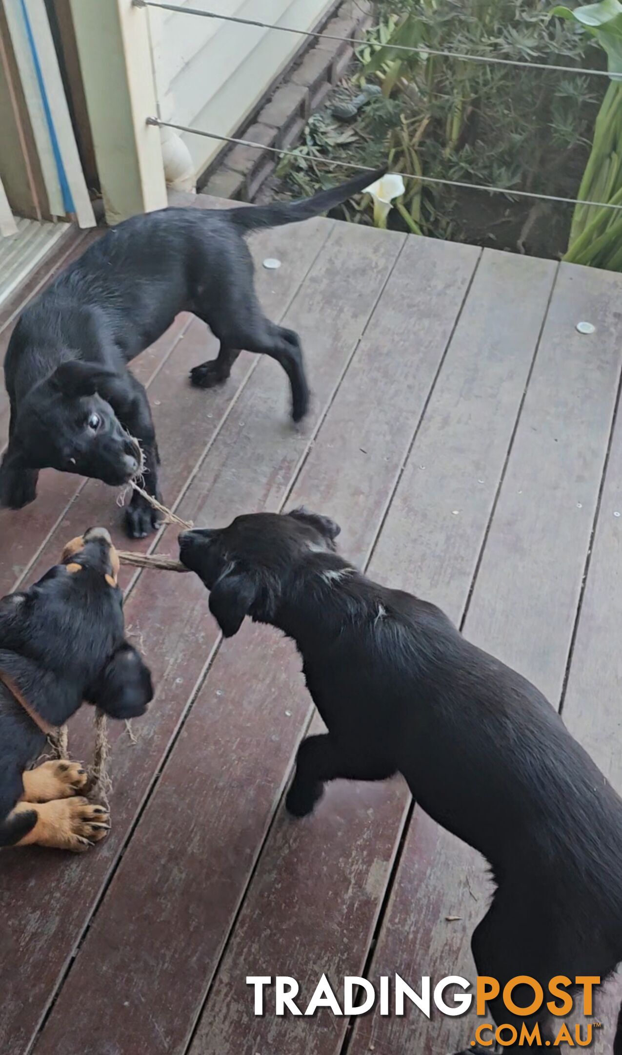 Kelpie x Border Collie Puppies