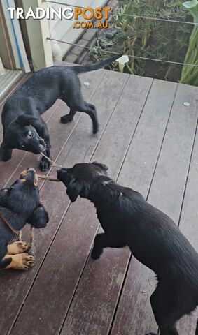 Kelpie x Border Collie Puppies