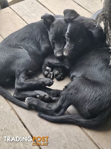 Kelpie x Border Collie Puppies