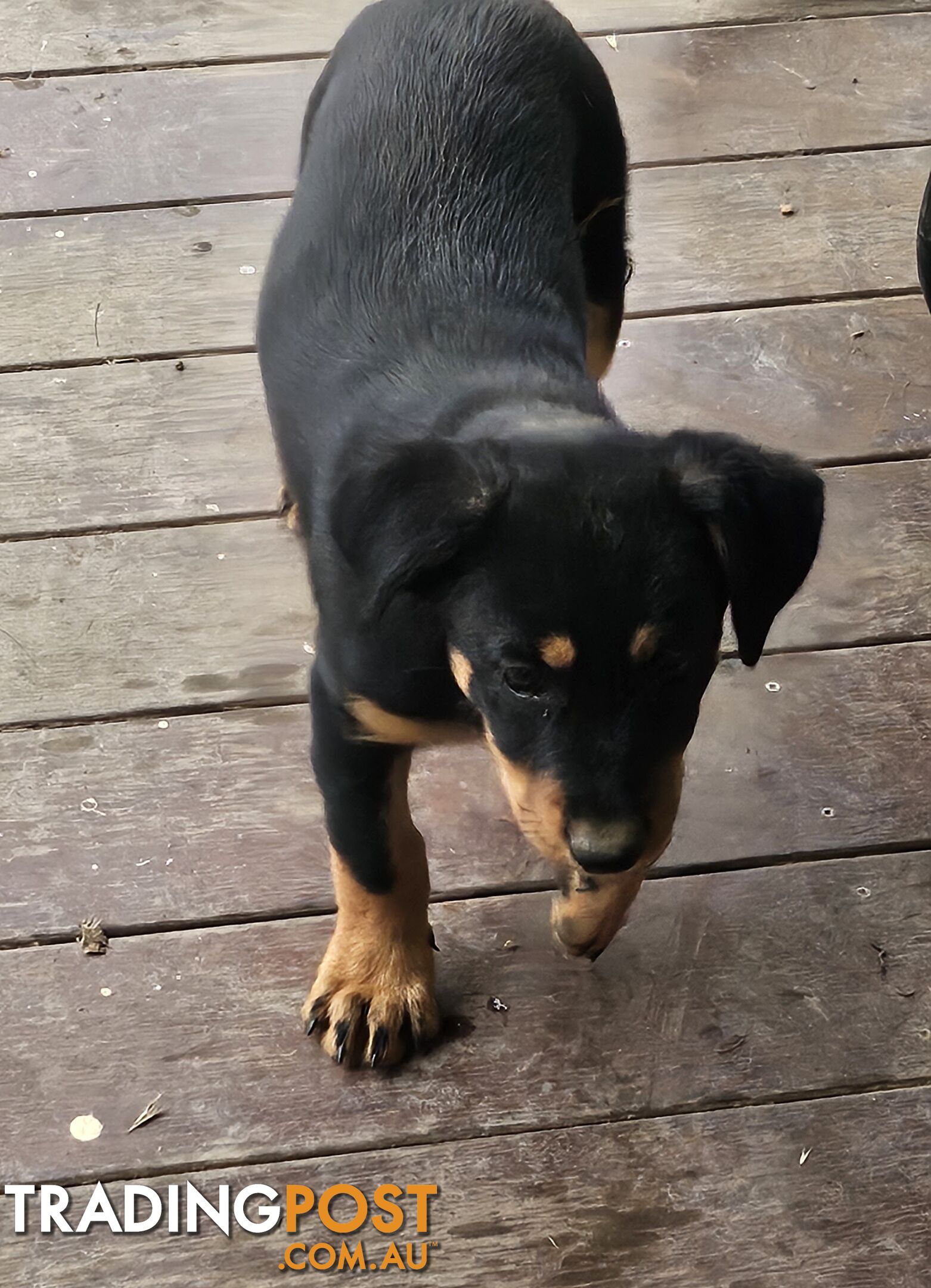 Kelpie x Border Collie Puppies