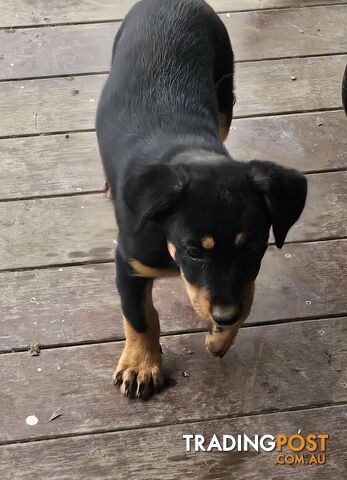 Kelpie x Border Collie Puppies