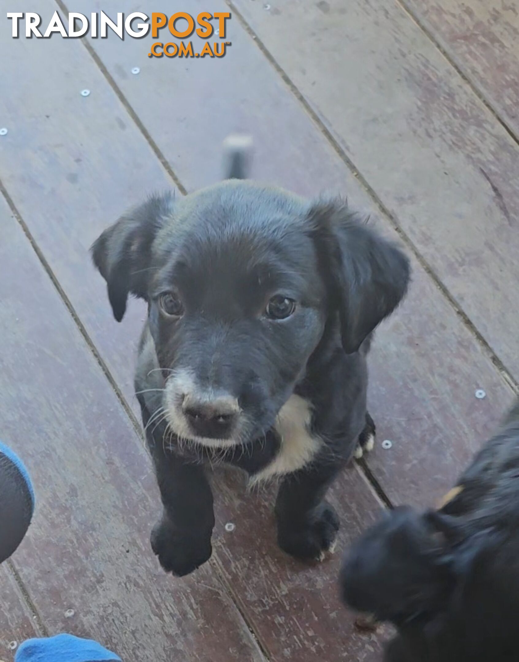 Kelpie x Border Collie Puppies