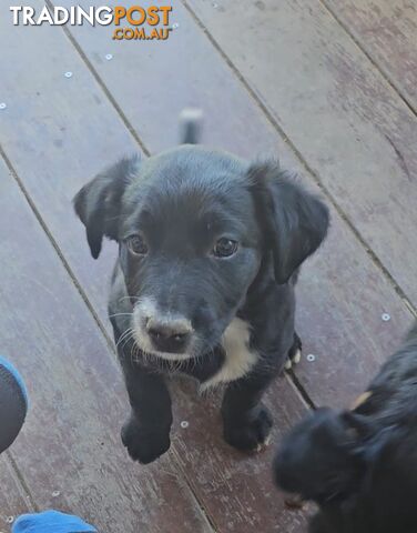 Kelpie x Border Collie Puppies