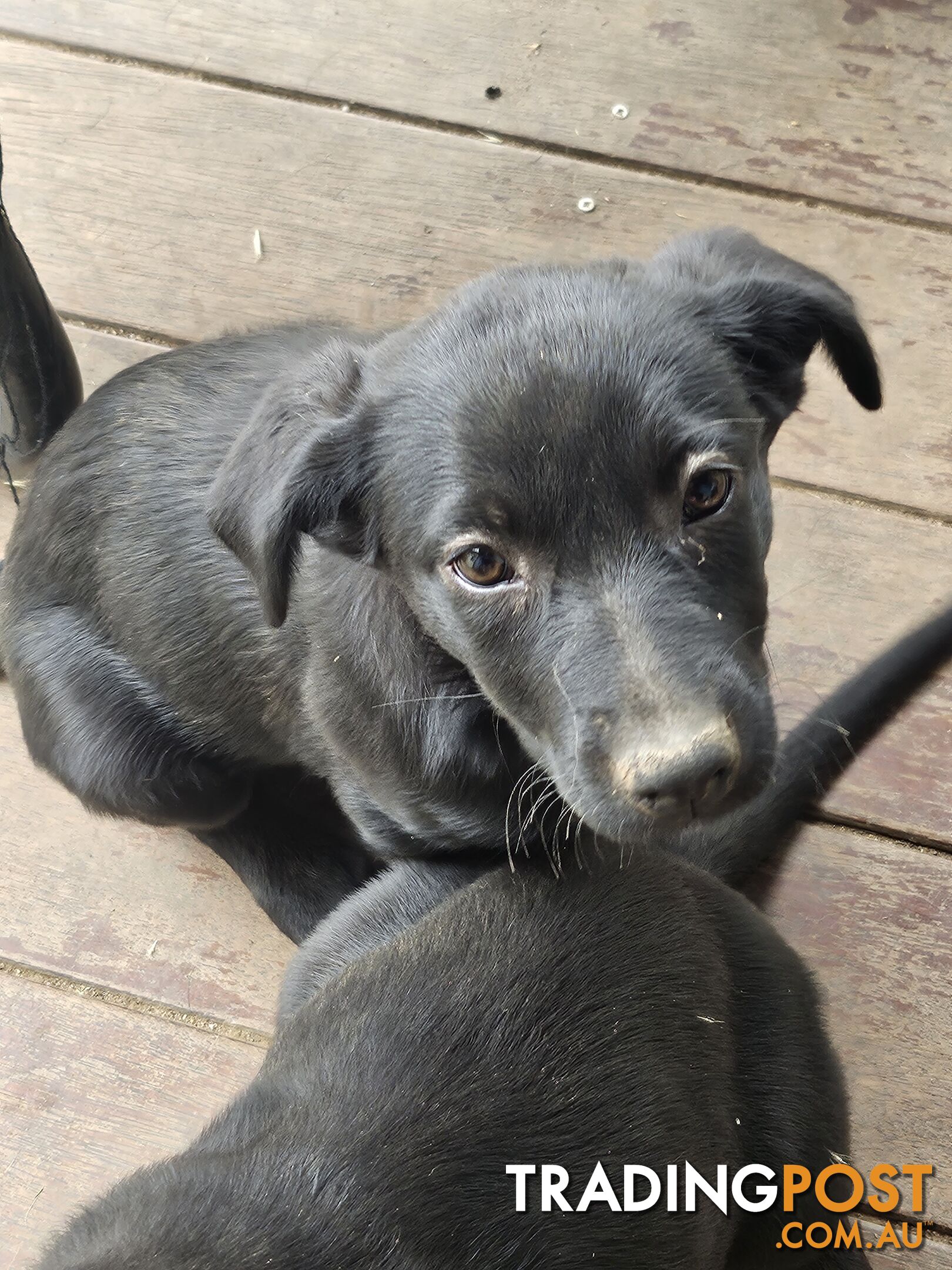 Kelpie x Border Collie Puppies