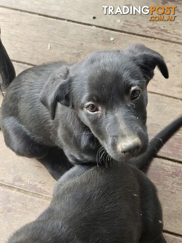 Kelpie x Border Collie Puppies