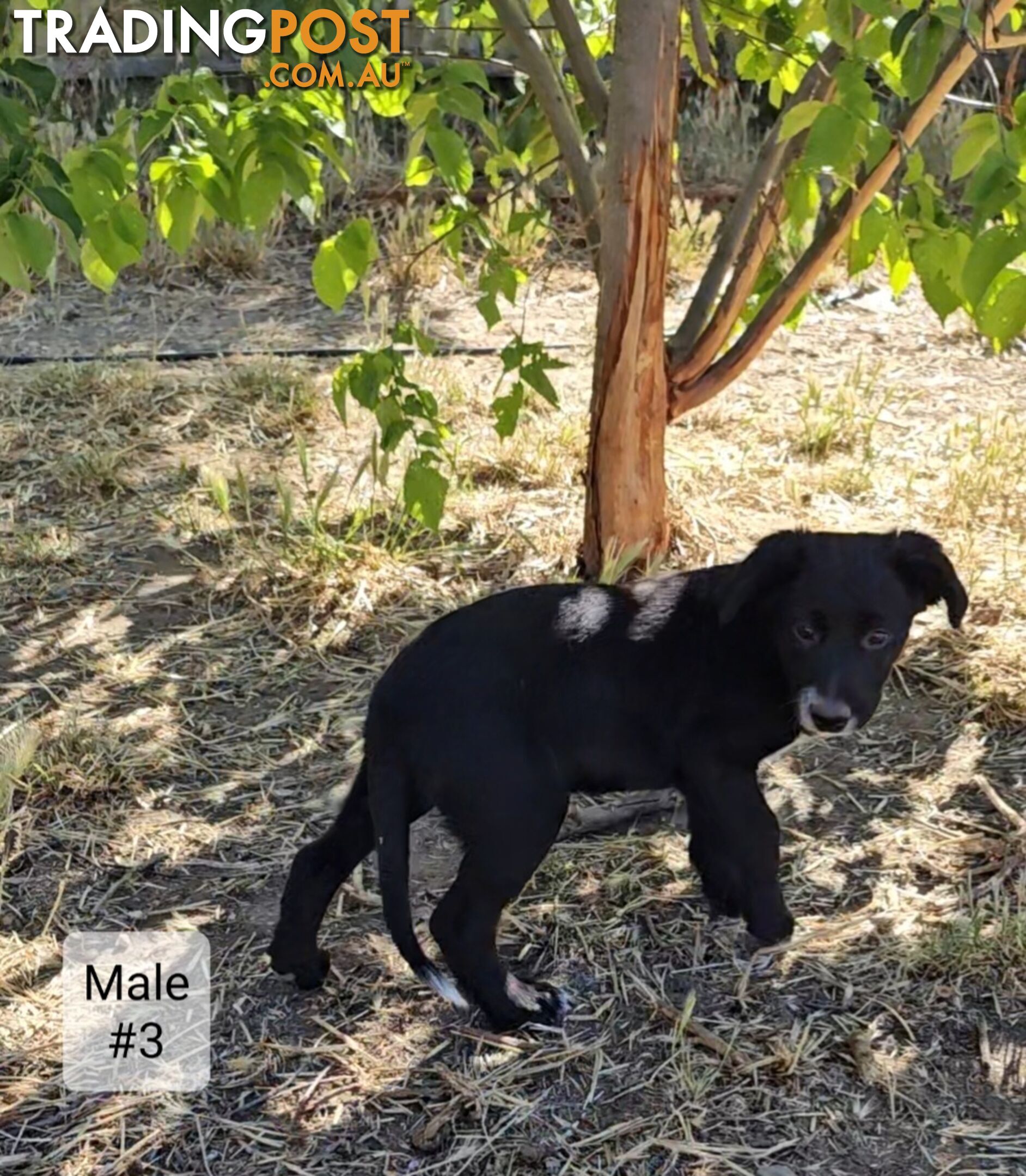 Kelpie x Border Collie Puppies