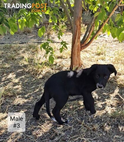 Kelpie x Border Collie Puppies