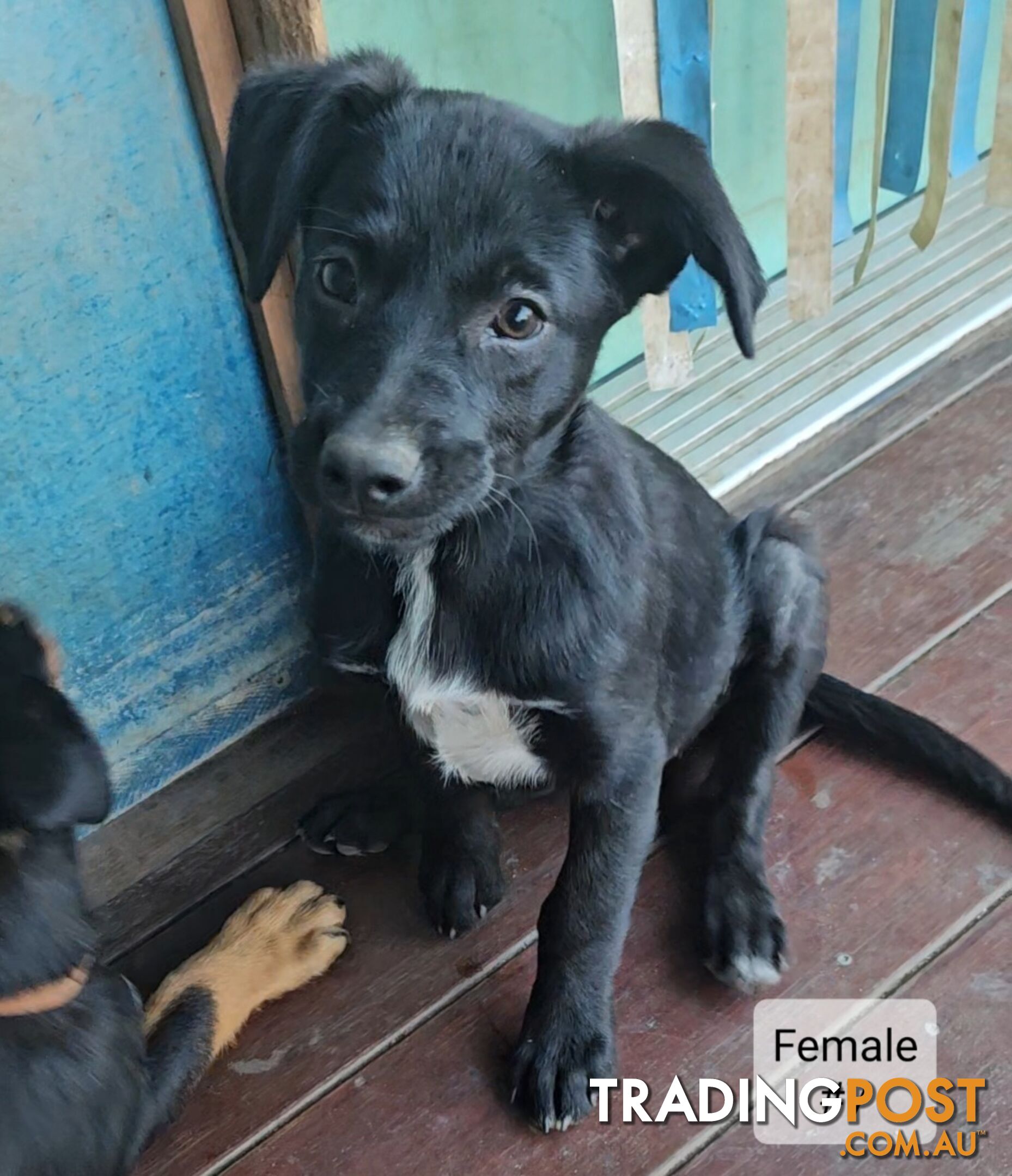 Kelpie x Border Collie Puppies