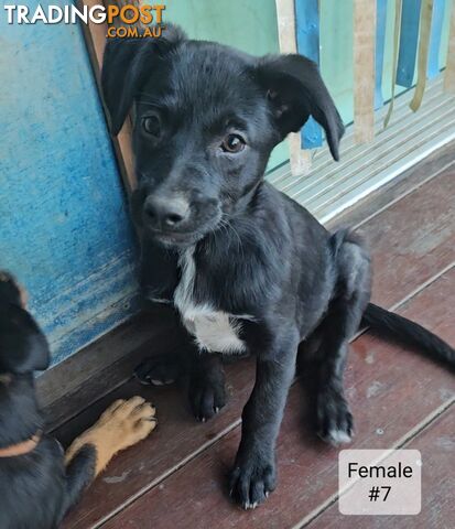 Kelpie x Border Collie Puppies