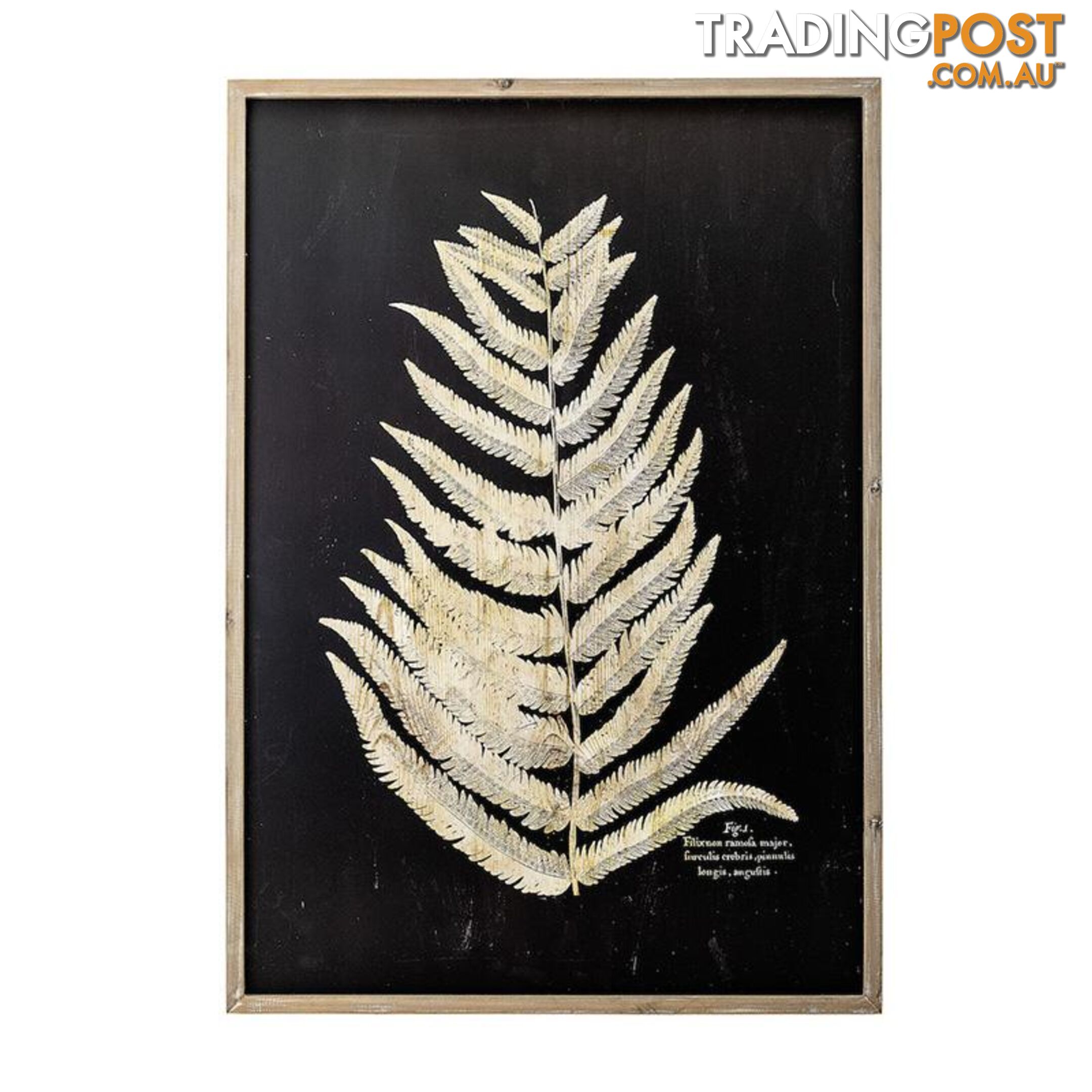 Fern Leaf in Nature Frame - B - A202063 - 9334719009926