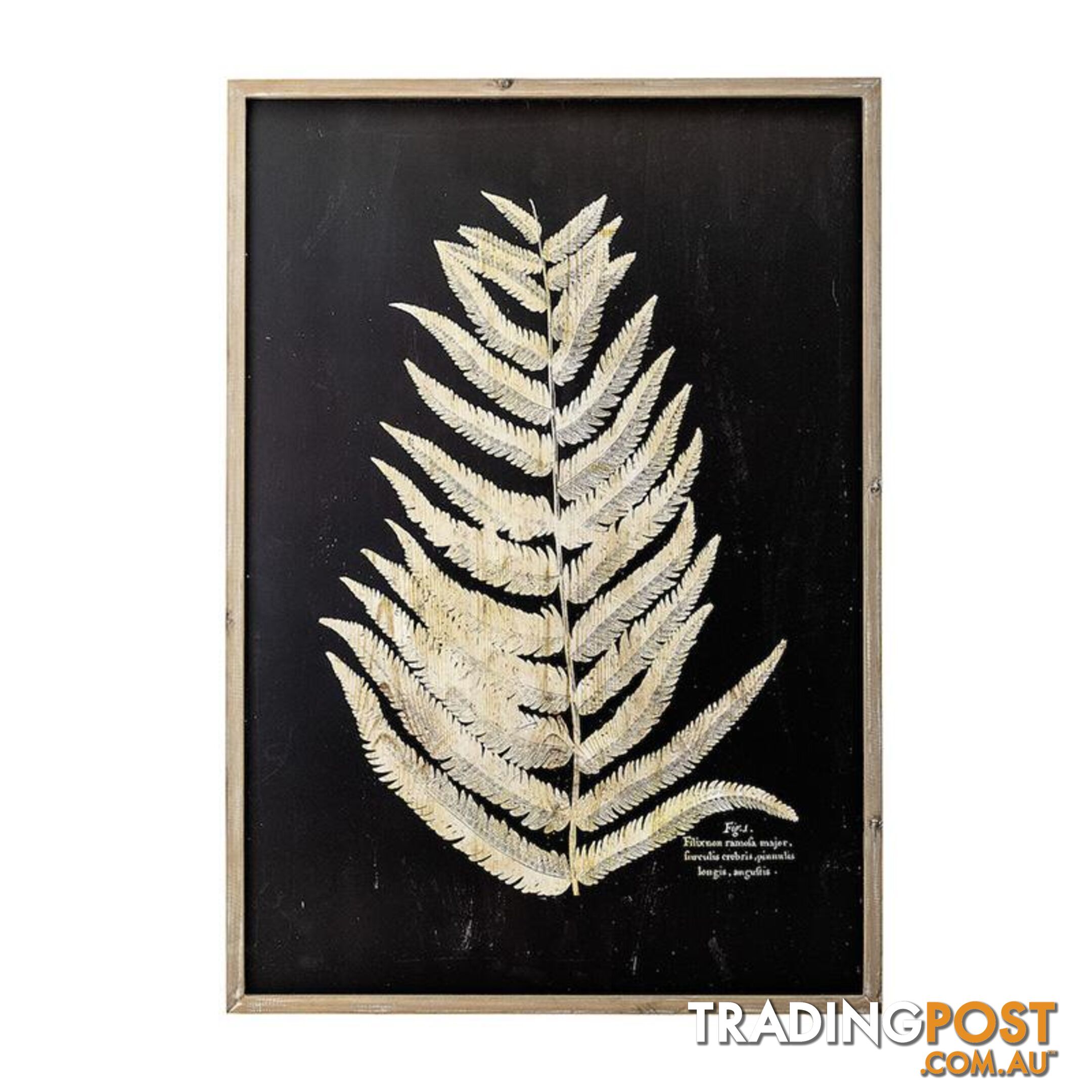 Fern Leaf in Nature Frame - B - A202063 - 9334719009926