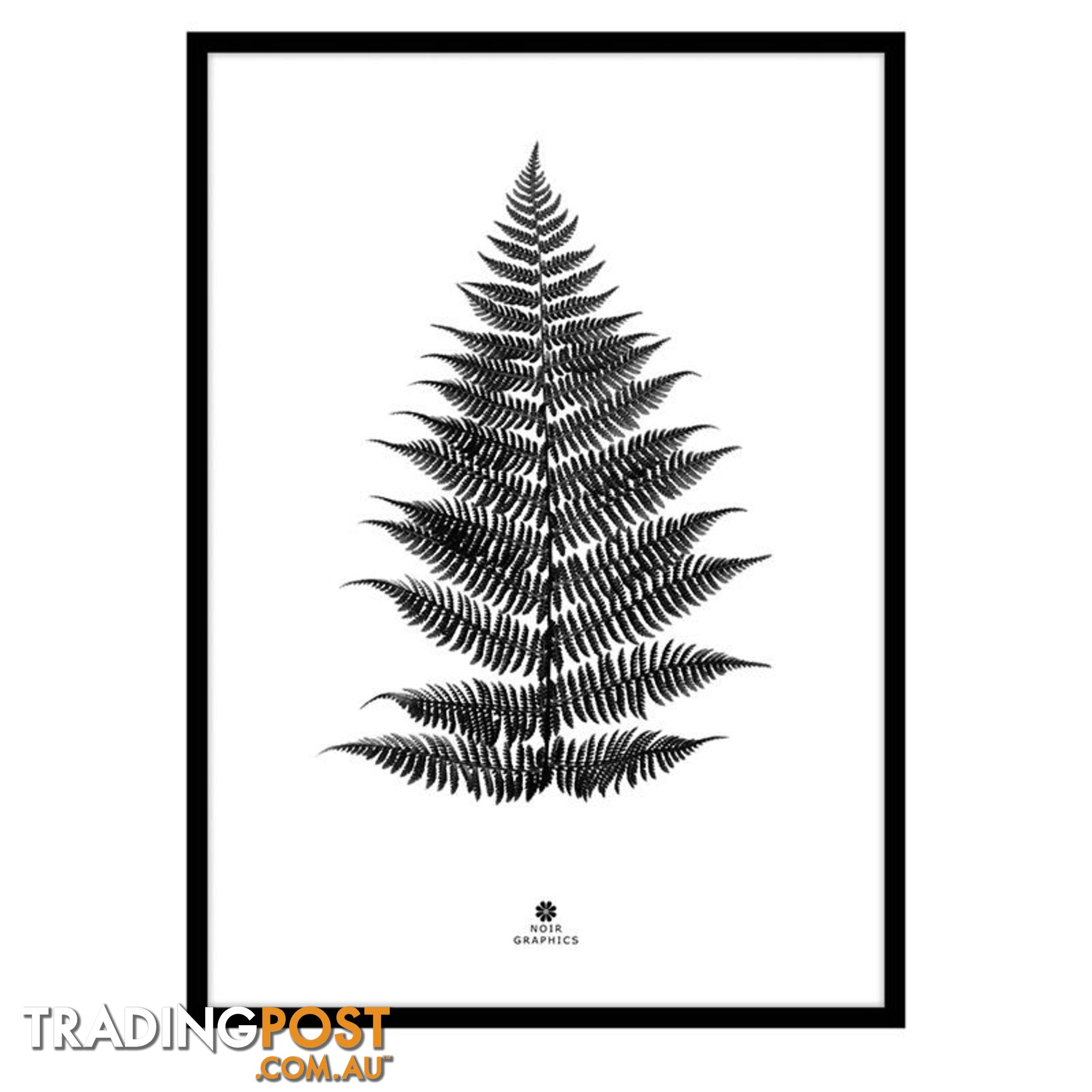 Large Fern Print in Black Frame - A202055 - 9334719009636