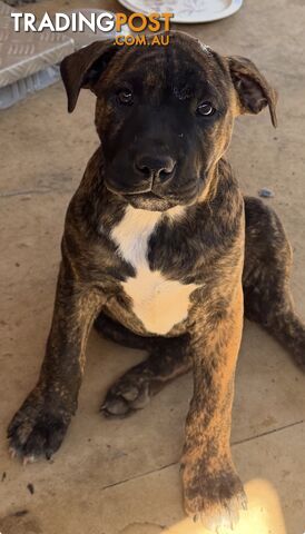 American bulldog X American Staff