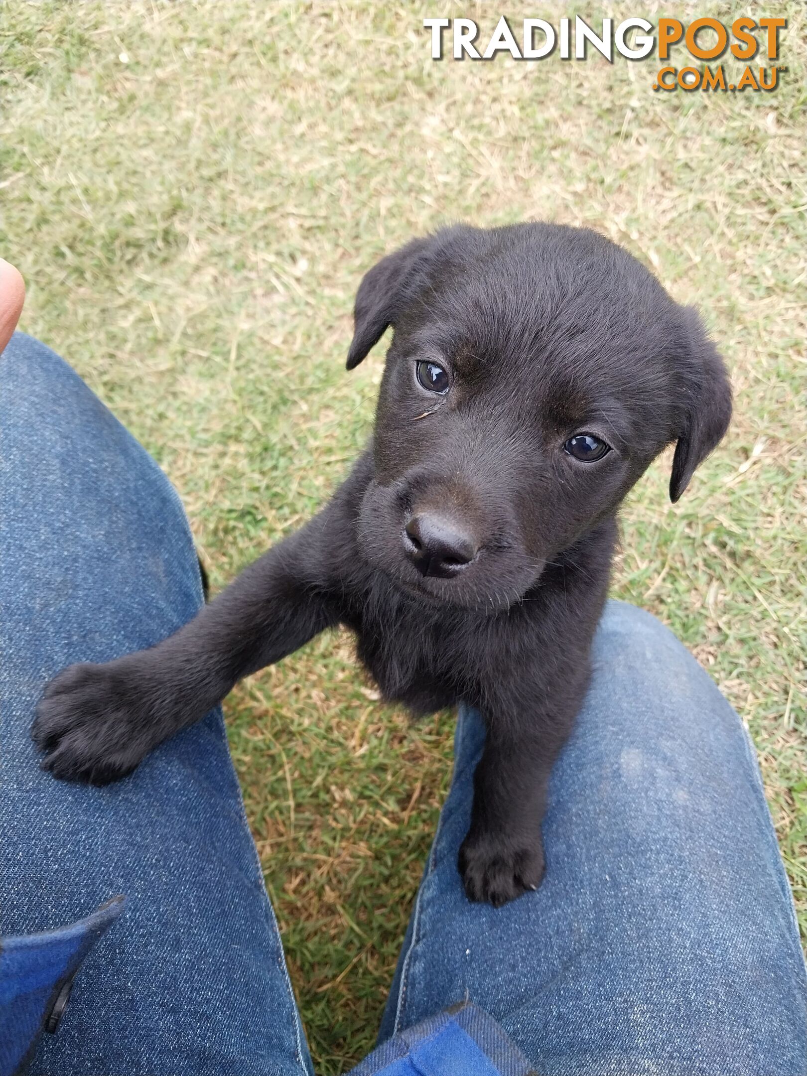 PURE Labrador pups - only 4 left!