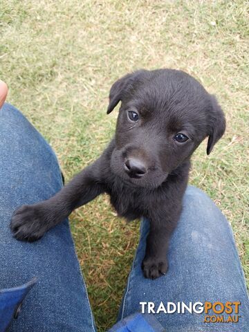 PURE Labrador pups - only 4 left!