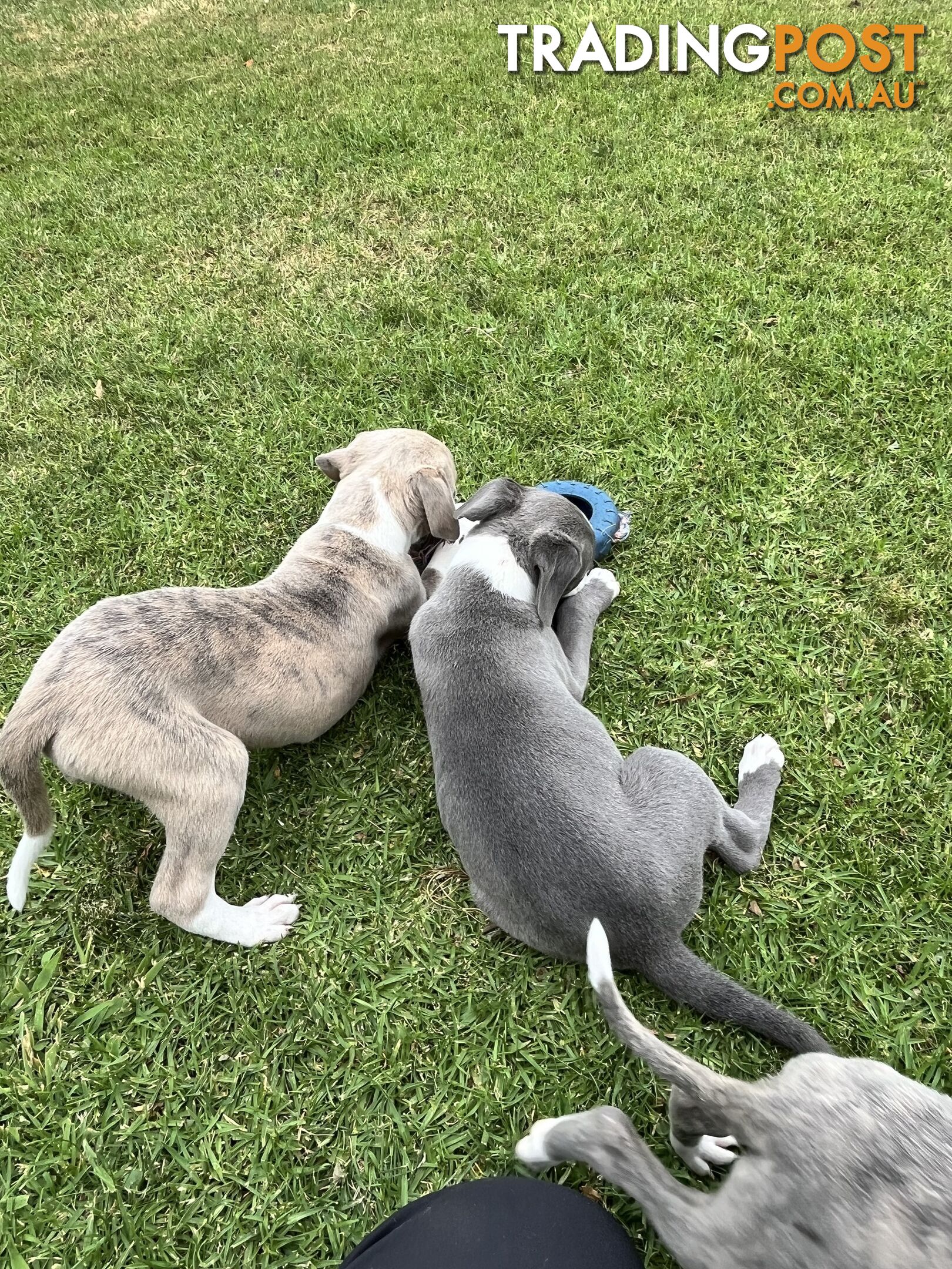 Whippet pups