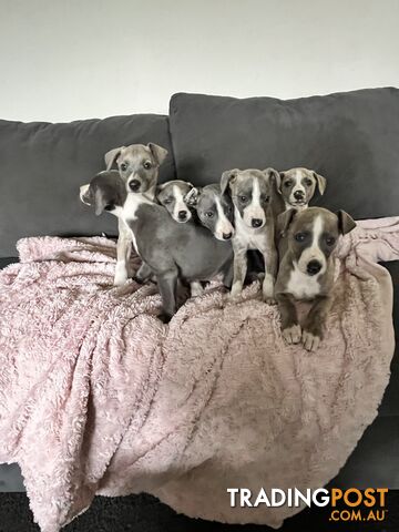 Whippet pups