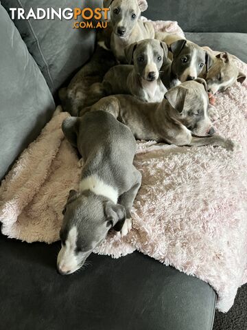 Whippet pups