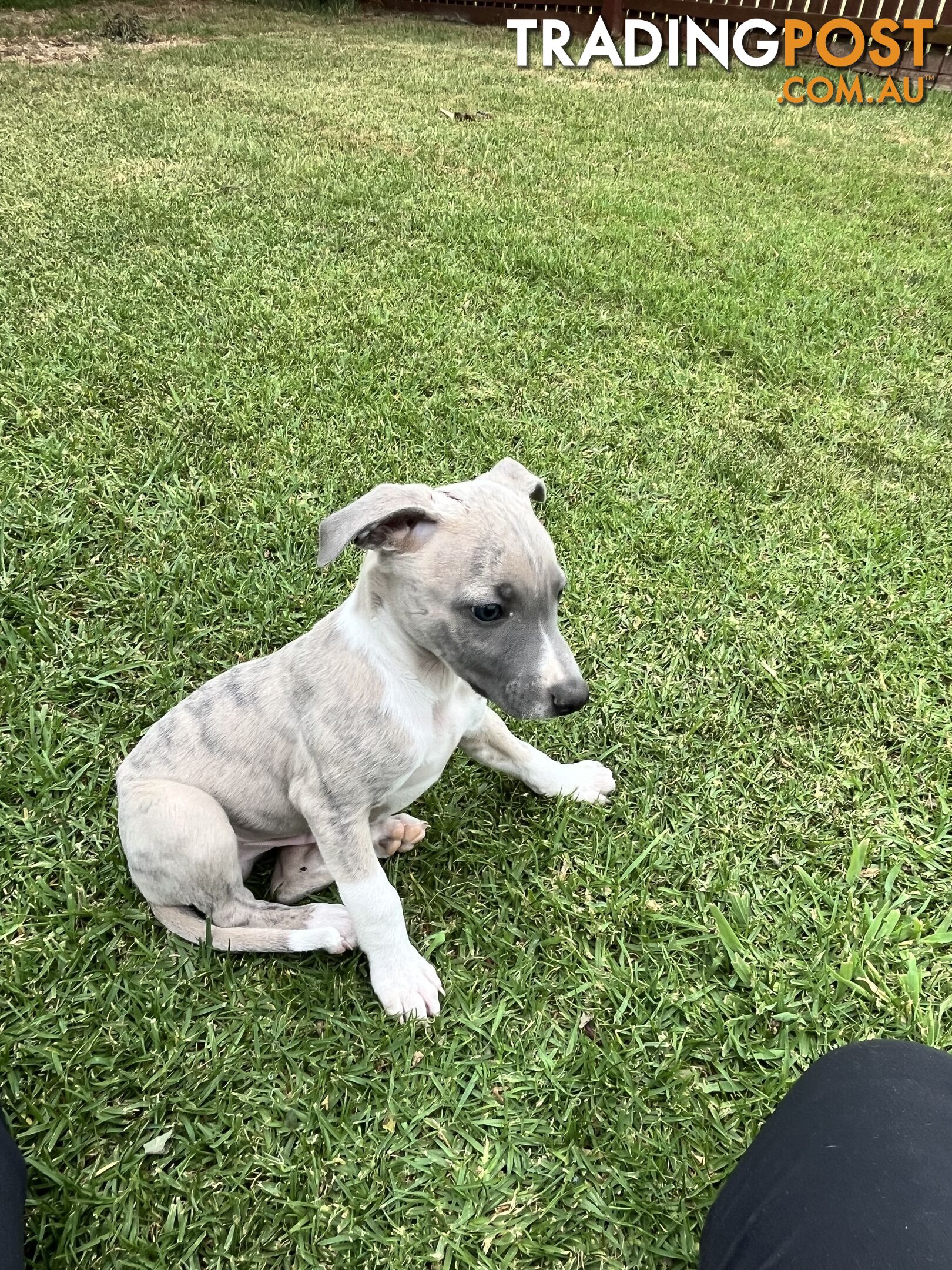 Whippet pups