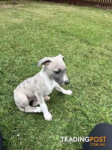 Whippet pups