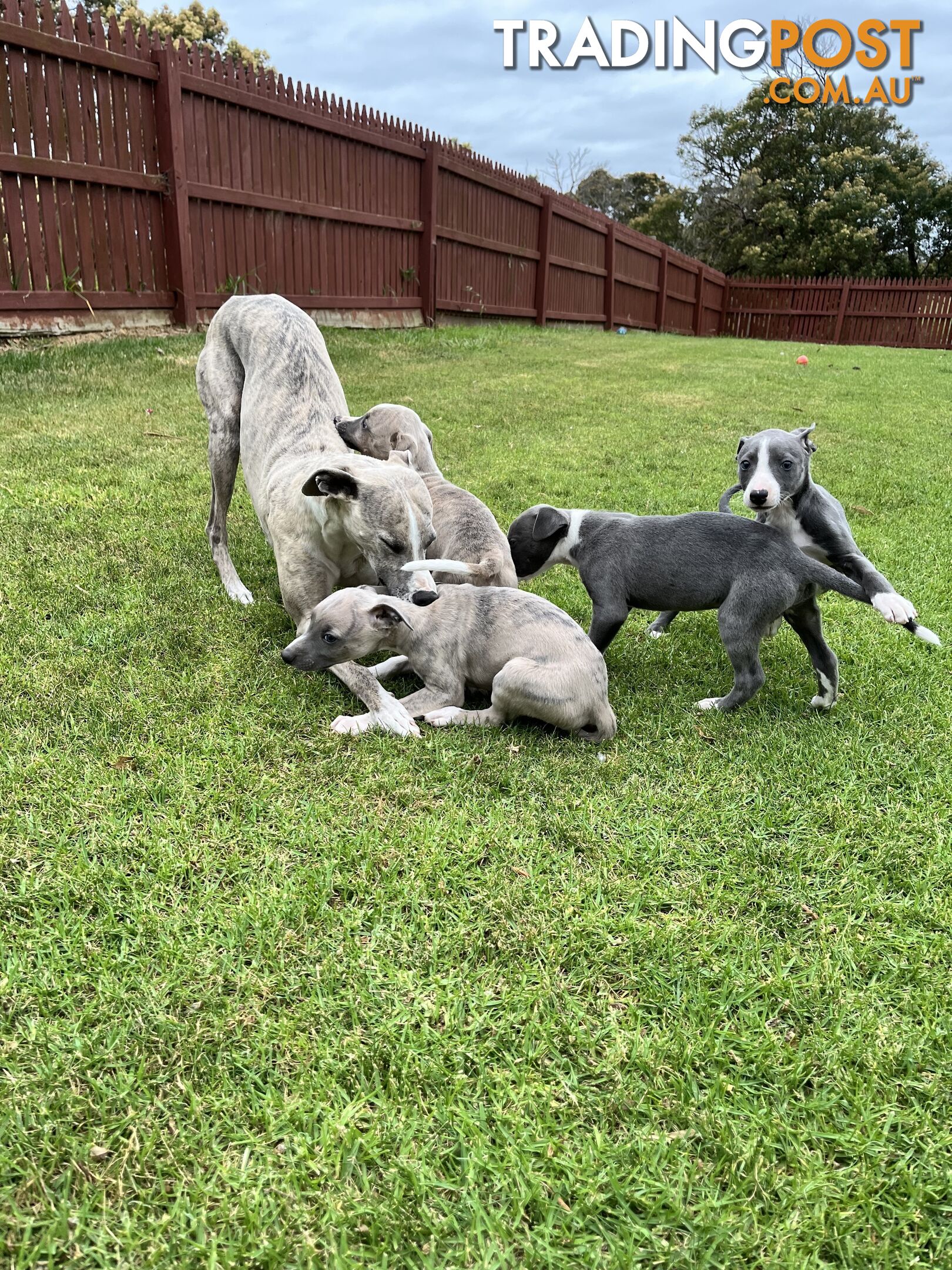 Whippet pups