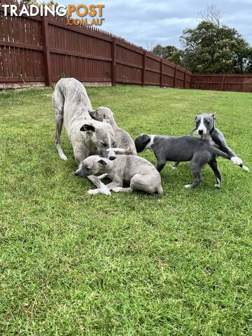 Whippet pups