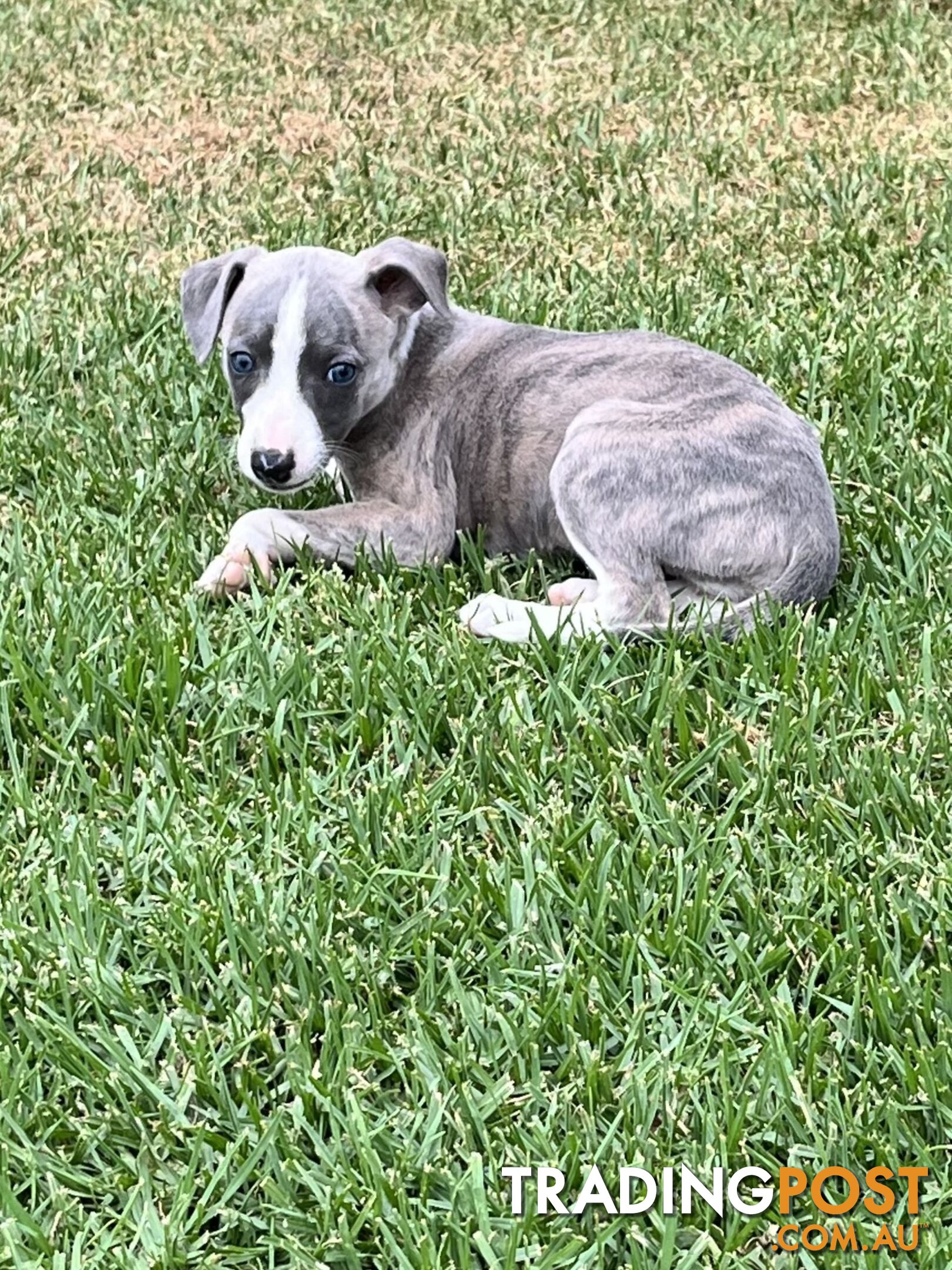 Whippet pups