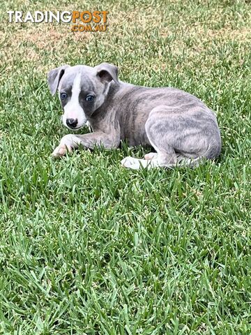 Whippet pups