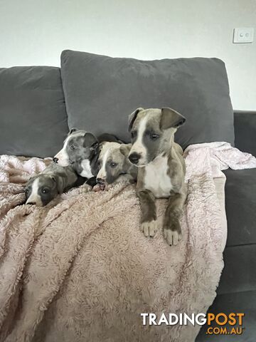 Whippet pups