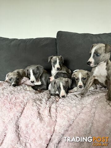 Whippet pups