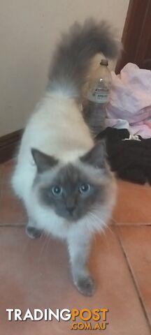 2 adult Ragdoll cats for sale