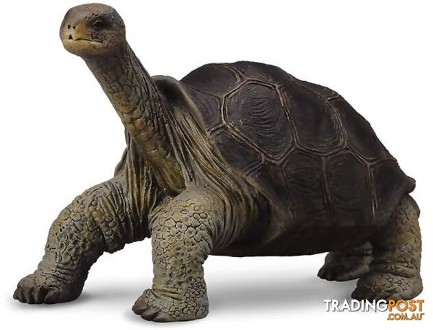 CollectA - Tortoise Pinta Island Tortoise Figurine - Rpco88619 - 4892900886190