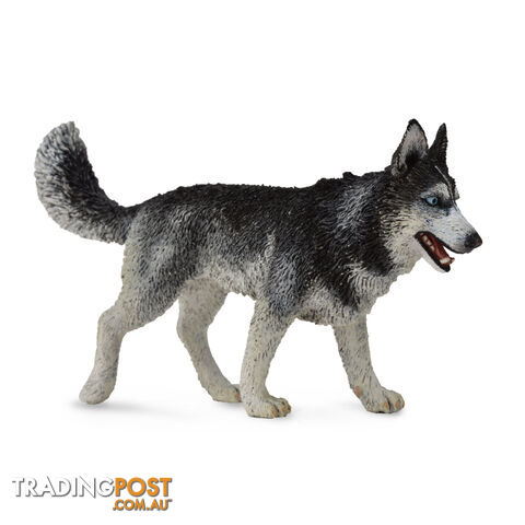 CollectA Siberian Husky Large Animal Figurine - Rpco88707 - 4892900887074