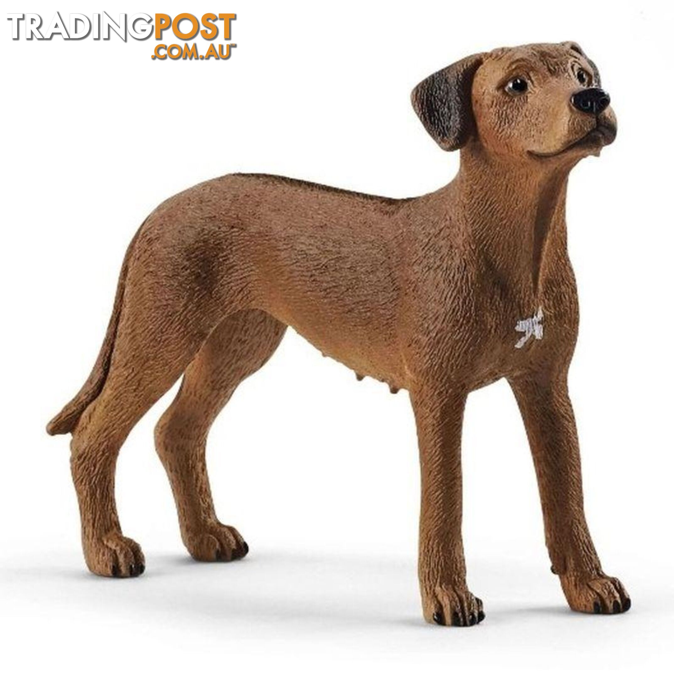 Schleich - Rhodesian Ridgeback Sc13895 - 4059433007229