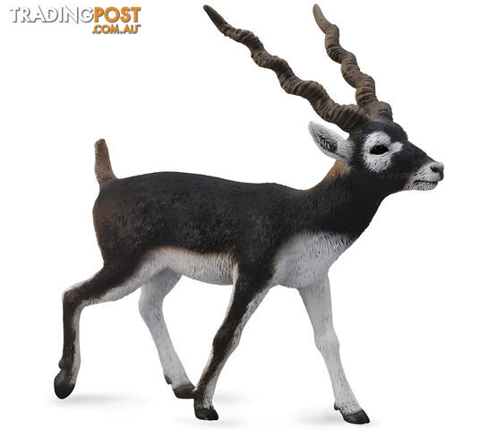 CollectA - Blackbuck Large Animal Figurine - Rpco88638 - 4892900886381