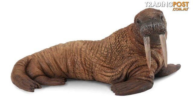 CollectA Walrus Large Ocean Animal Figurine - Rpco88569 - 4892900885698