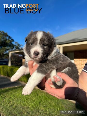 Border Collie Puppies for sale!