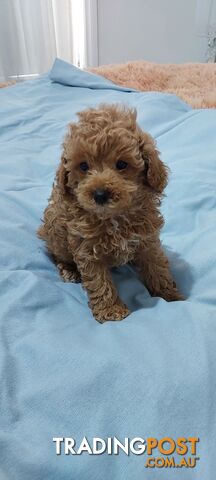 Pure bred toy poodle puppies