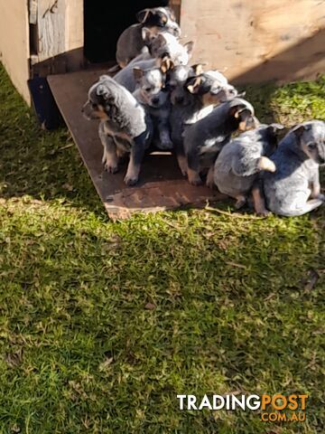 Australian cattle dog blue heeler pups