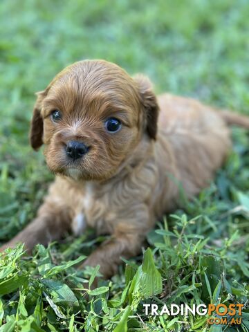 Cavoodle x Cavalier King Charles Spaniel Puppies