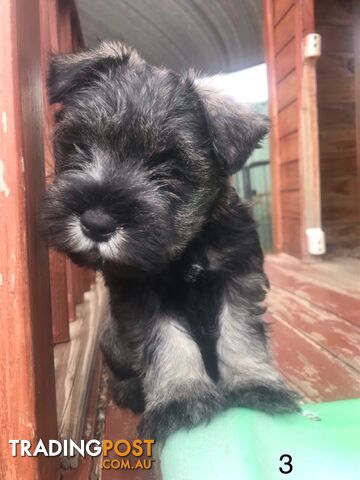 Miniature Schnauzer puppy 