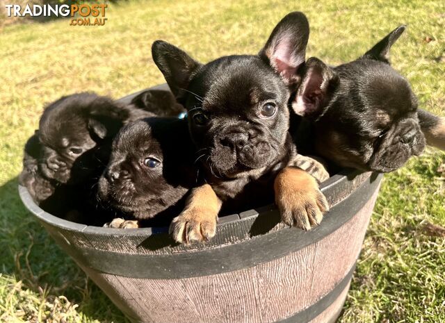 Fluffy Frenchie puppies