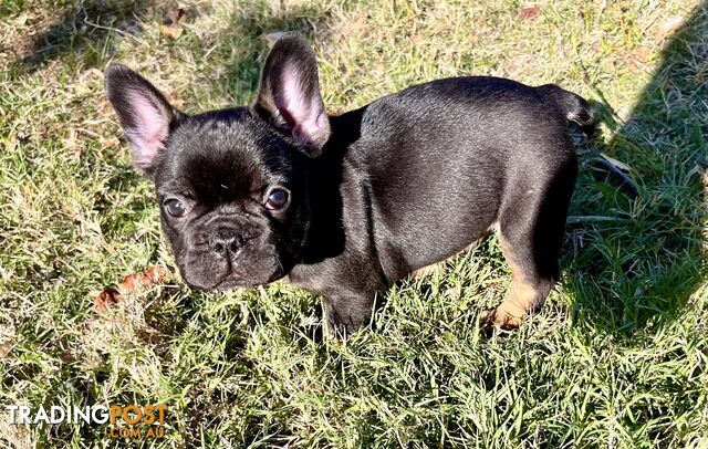 Fluffy Frenchie puppies