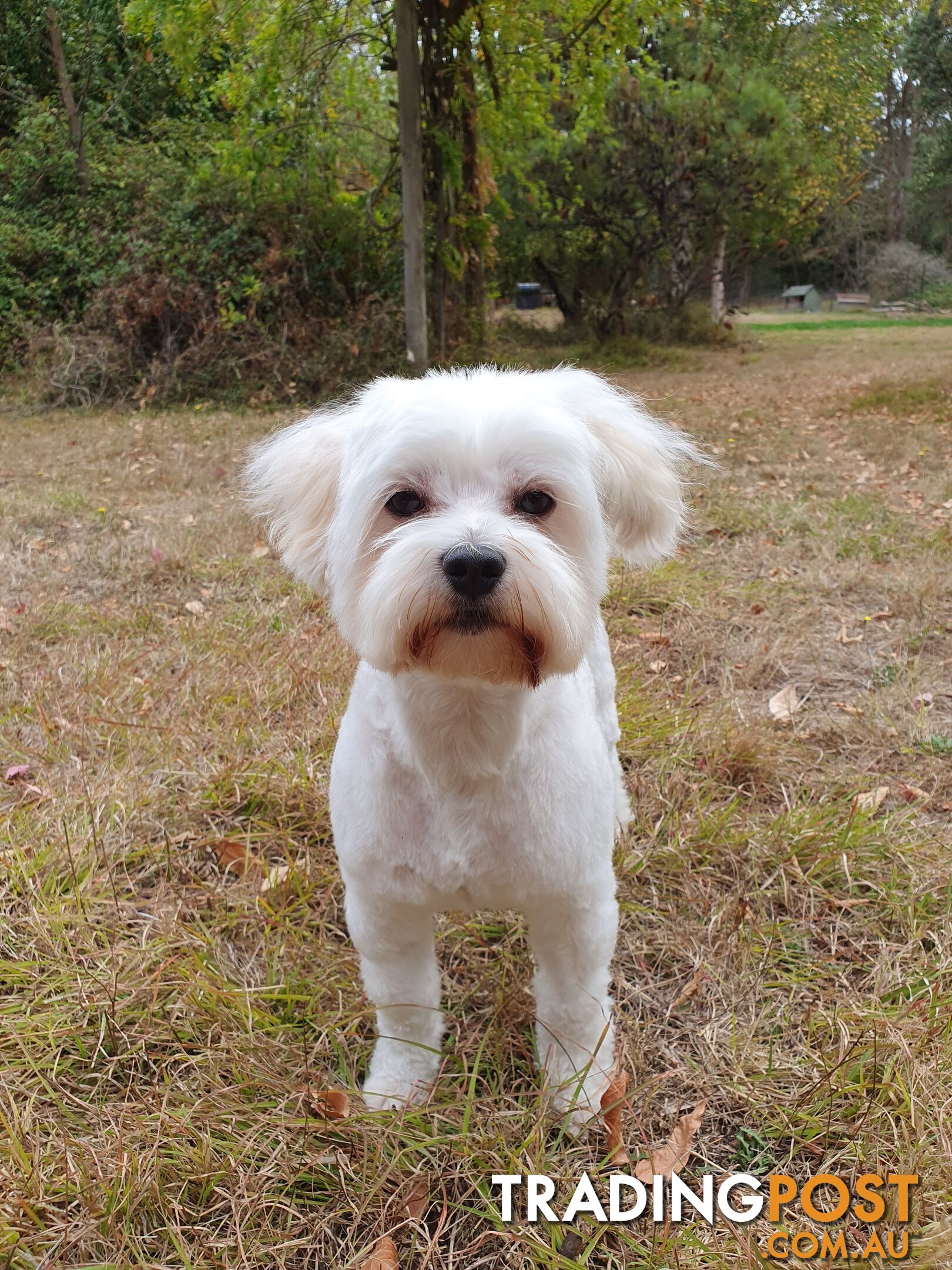 6 White Moodle Puppies (Maltese x Miniature Poodle)