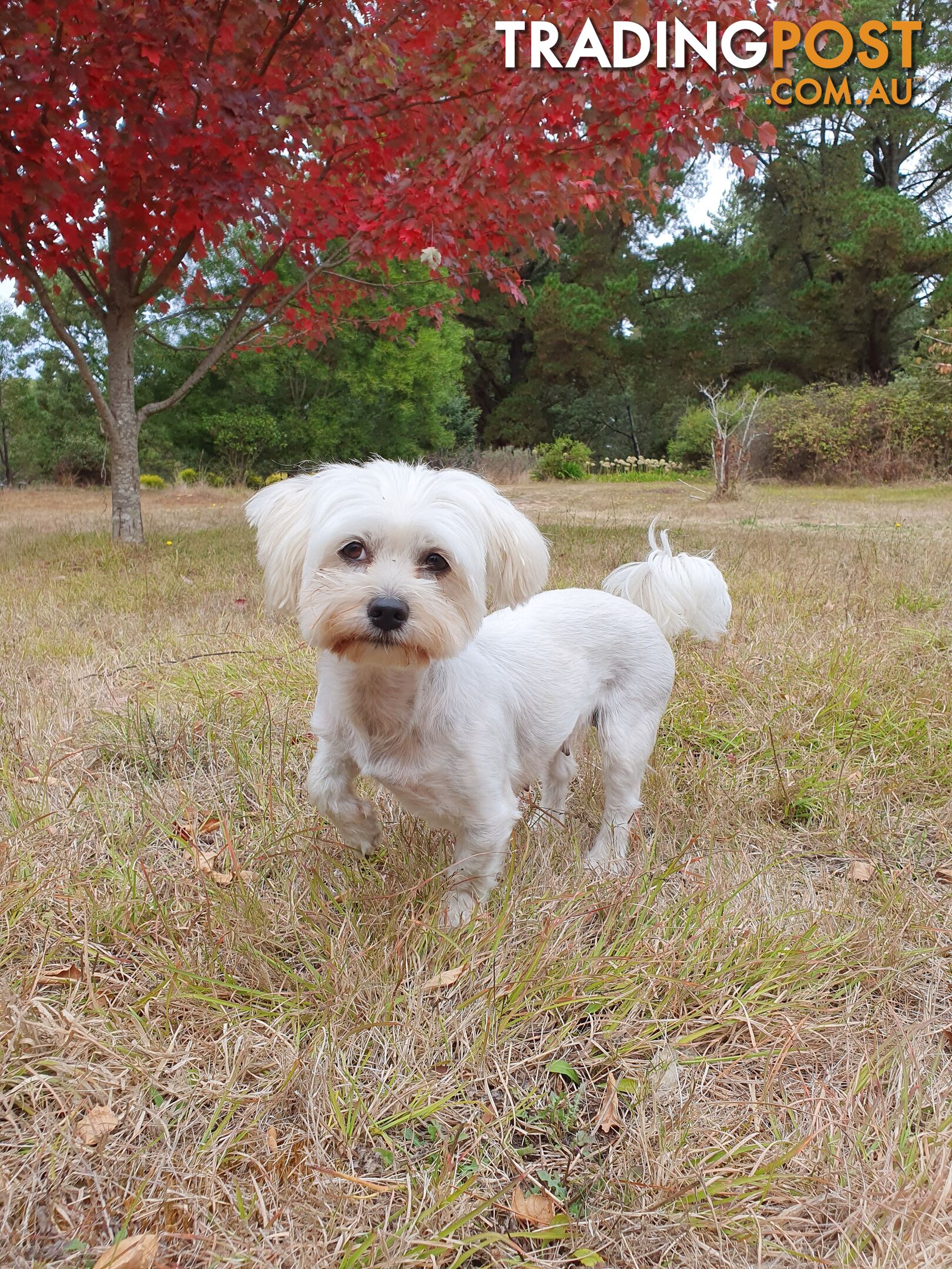 6 White Moodle Puppies (Maltese x Miniature Poodle)