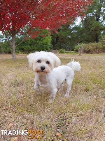 6 White Moodle Puppies (Maltese x Miniature Poodle)