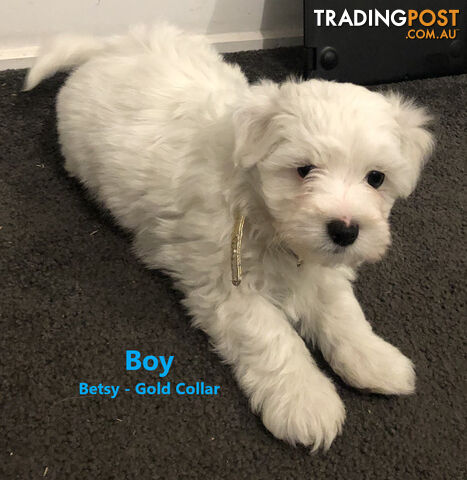 6 White Moodle Puppies (Maltese x Miniature Poodle)