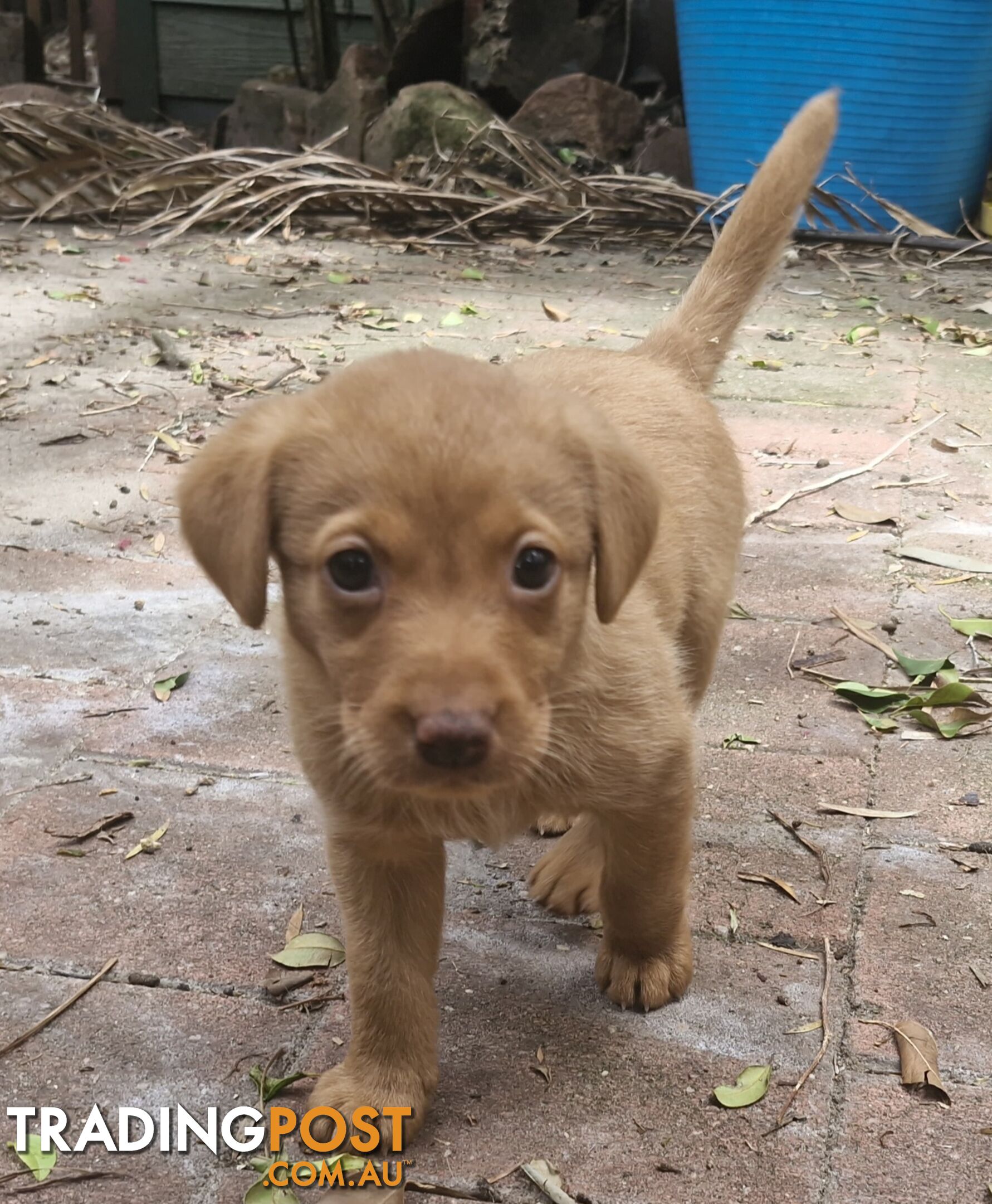 Fox-Red Labrador Retriever